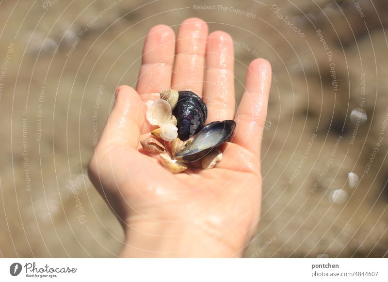 Small and large shells on an open hand on the beach Hand Palm of the hand seashells Beach findings amass Indicate present Fingers Close-up Exterior shot