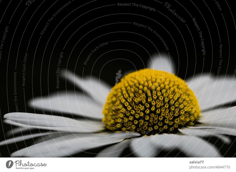 Daisy flower against dark background Marguerite Blossom Macro (Extreme close-up) Flower Close-up Nature Plant Summer Colour photo Yellow White Blossoming