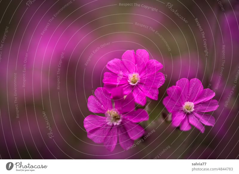 trio in pink red campion Silene dioica Summer Spring Blossoming Flower pretty Plant Nature Macro (Extreme close-up) Colour photo Garden Flower meadow