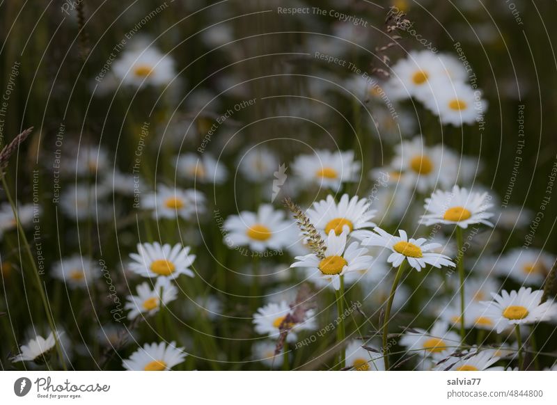 Flower meadow with many daisies marguerites Blossoming Summer Nature Meadow Plant flowers Spring White Garden naturally wild flowers Meadow flower pretty