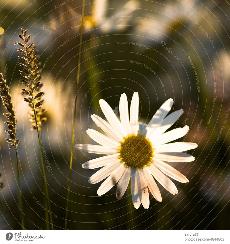 Flower meadow, daisy flower shines in evening light Flower of grass Margertite flower Summer Blossom Colour photo Nature White Grass Blossoming Spring Plant