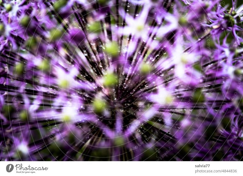 purple asterisk, ornamental garlic flower very close with a lot of blur Flower Blossom macro Nature Violet Blossoming Shallow depth of field Spring Garden Plant