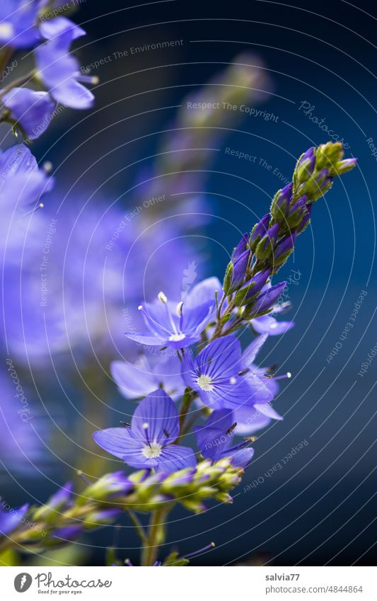 blue dabadi... Speedwell flowers honorary prize Veronica Flower Blossom Blue Plant Nature Spring Blossoming Colour photo Garden macro Deserted Growth pretty