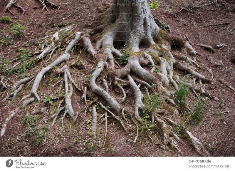 tree root Root of a tree Branched ramified earthed Ground Woodground Forest uncovered