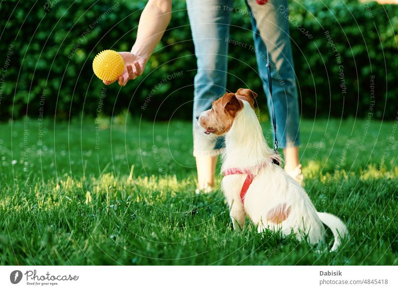 Woman playing with dog in the park pet walk green training woman exercise street portrait jack russell outside puppy trainer owner stroll canine outdoor animal