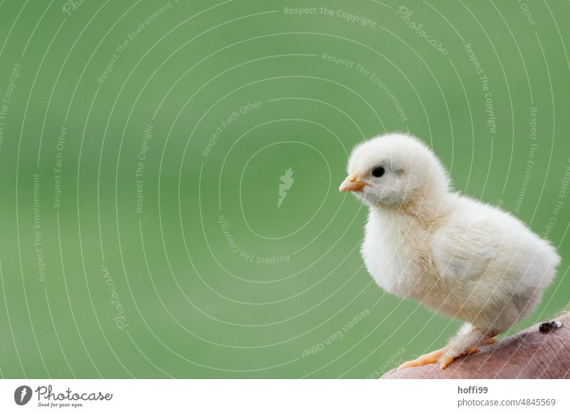 a young chick on a hand against green background chicken Fuzz Bird Barn fowl hatched youthful peasants portrait Animal Farm Agriculture Poultry