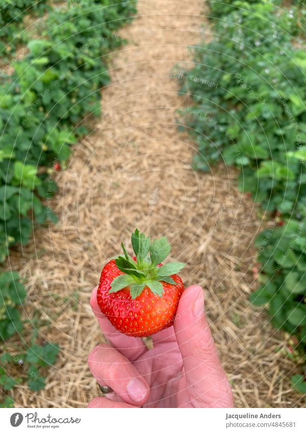 a woman holding a strawberry in her hand in the field Strawberry strawberry field gather strawberries strawberry season Summer Fruit Red Fresh Delicious Harvest