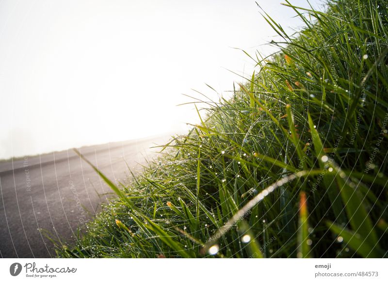 slope Environment Nature Landscape Drops of water Grass Meadow Wet Natural Green Colour photo Exterior shot Close-up Deserted Copy Space left Morning Day