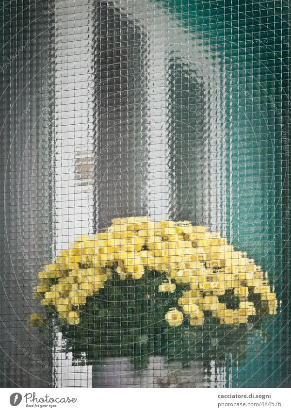 Hinter-Glas-Art Environment Plant Beautiful weather Flower Pot plant Balcony Window Bouquet Glass Fragrance Friendliness Positive Yellow Turquoise White Romance
