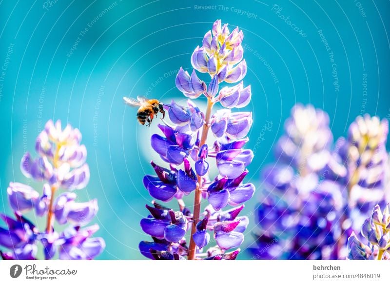 from now on SUMMER! blurriness Contrast Sunlight Light Day Deserted Detail Close-up Exterior shot Colour photo Delicate Nectar Pollen Honey Summery Small Bee