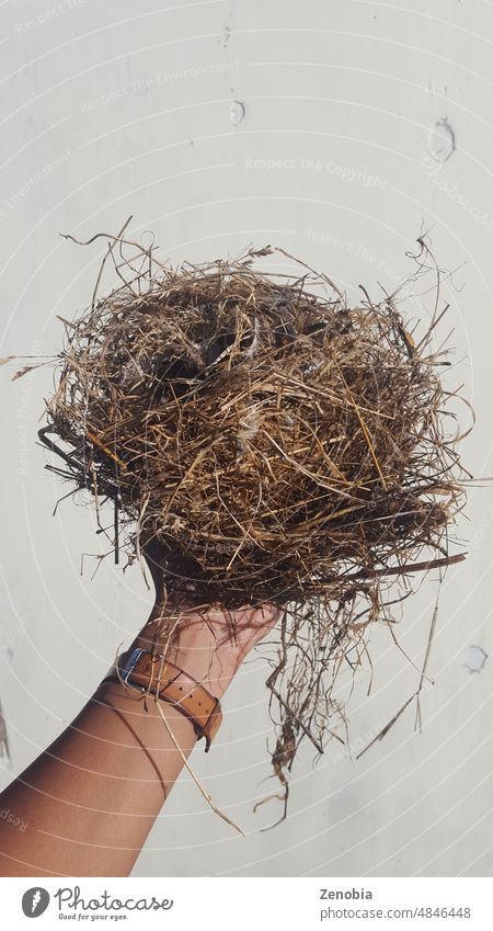 Person holding up finch nest that had fallen to the ground. animal arm avian beautiful beige bird brown environment fauna feather grass hand hay isolated messy