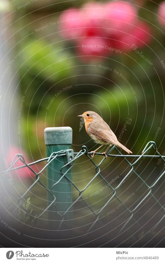 Robin sitting on wire mesh fence Robin redbreast Bird of the Year 2021 birdwatching trustfulness Graceful Nature animals Cute frisky inquisitorial underhand