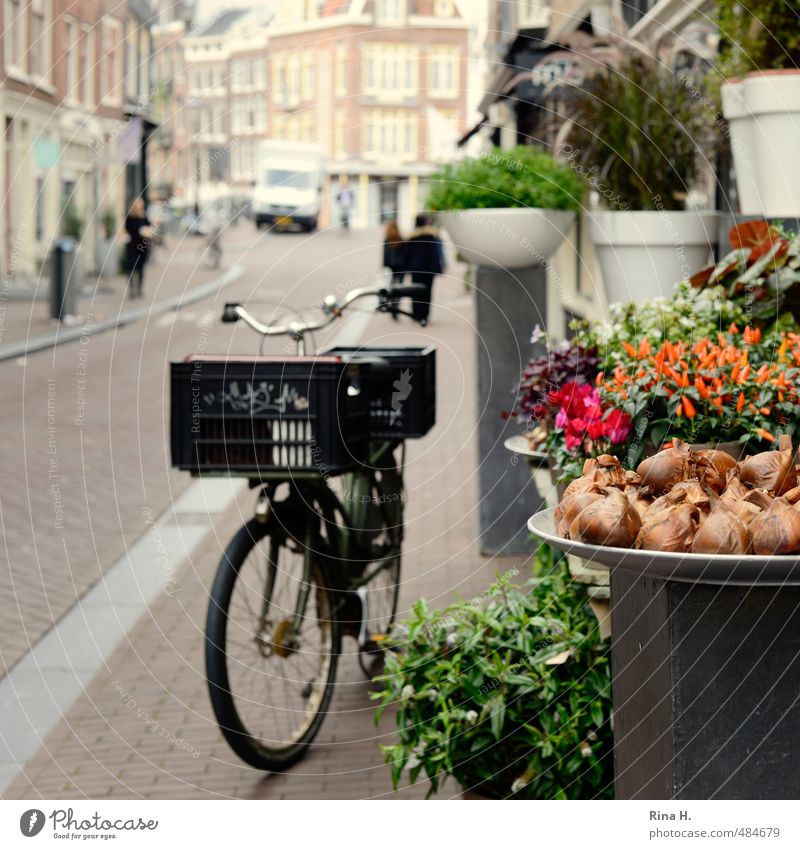 Amsterdam Floristry Shopping Vacation & Travel Sightseeing City trip Cycling Human being Autumn Flower Pot plant Downtown Old town Means of transport Street