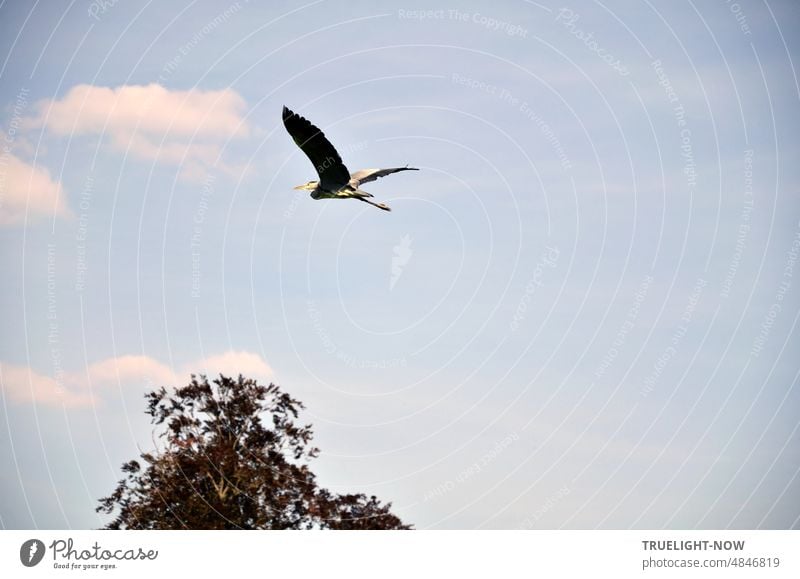 High flyer: heron against pale blue sky with fair weather clouds flies over tree Heron Ardeidae Bird walking bird Great egret Flying flight Nature Sky