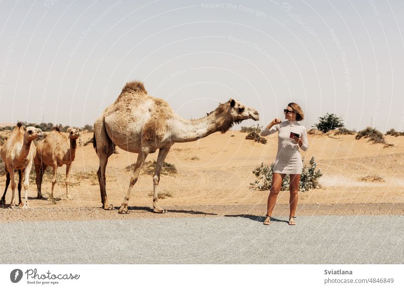 A young woman strokes camels grazing by the road while traveling through the desert stroking animal girl female tourism ride arabia trip sunny summer stand