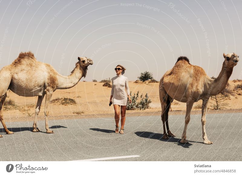 A young female tourist in sunglasses stands on the side of the road surrounded by a herd of camels, Dubai, UAE. girl desert journey summer travel adventure