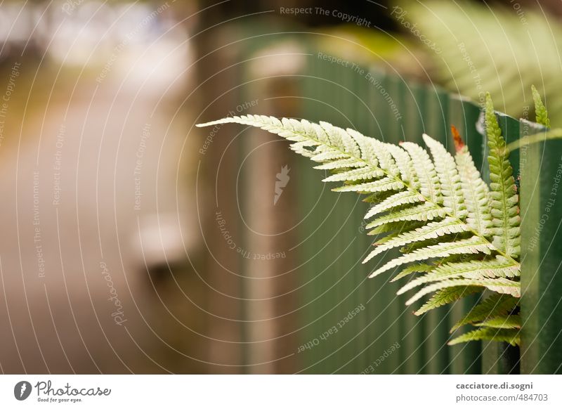 A quick look out Environment Plant Autumn Beautiful weather Fern Leaf Town Deserted Fence Gap in the fence Simple Eroticism Brash Natural Curiosity Brown Green