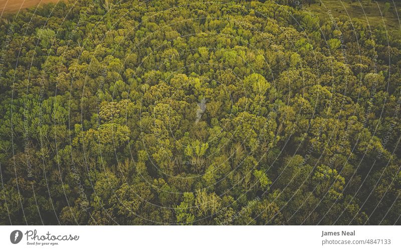 Aerial view of springtime forest grass natural foliage high peaceful nature leaf day meadow background trees above wisconsin outdoors environment yellow valley