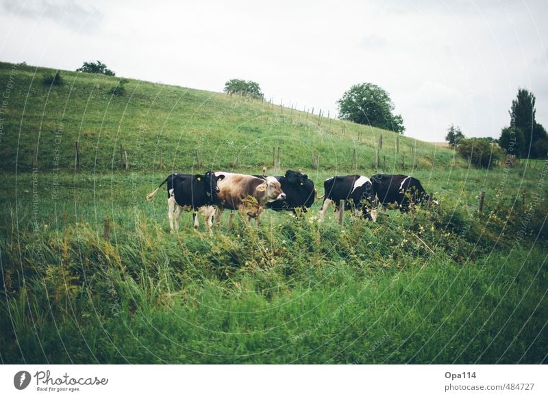 cows Environment Nature Landscape Plant Animal Summer Beautiful weather Grass Bushes Foliage plant Agricultural crop Meadow Field Farm animal Cow