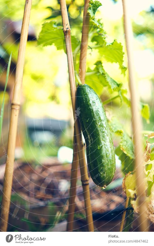 Ripe cucumber in the garden Cucumber Plant Mature Harvest Fresh Green Exterior shot Food Nature Colour photo Vegetable Healthy Summer Garden Organic Agriculture