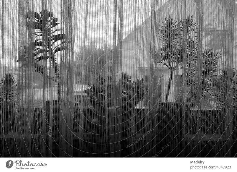 Curtain on the window of a residential house with plants and a view of the neighboring house in Wettenberg Krofdorf-Gleiberg near Giessen in Hesse, photographed in classical black and white
