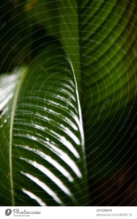 CR XIII Glossy Costa Rica Leaf splendour Nature Environment Environmental protection Leaf green side view Close-up Green Highlight Wet