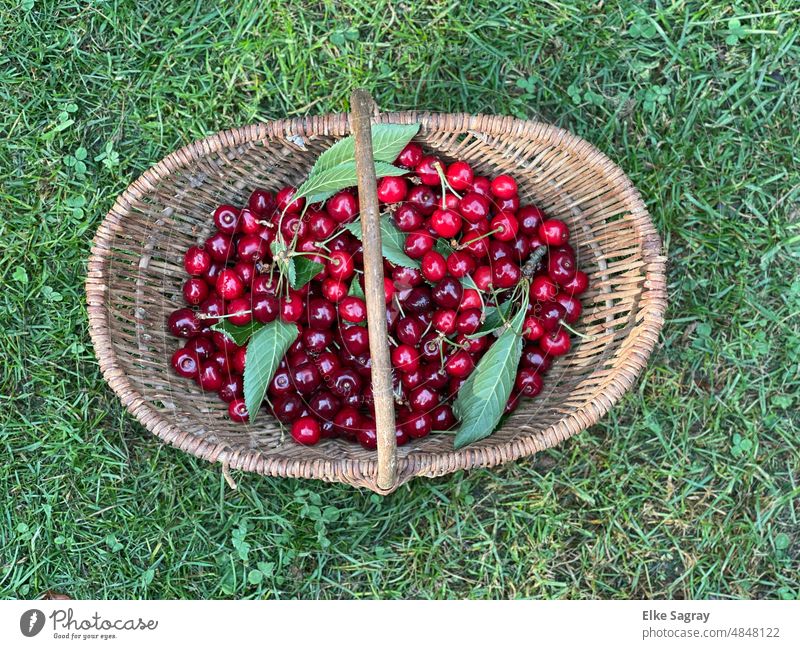 Cherry harvest , cherries in basket -dragon Fruit Summer Healthy Garden Mature Organic Nature Food Juicy Exterior shot Harvest
