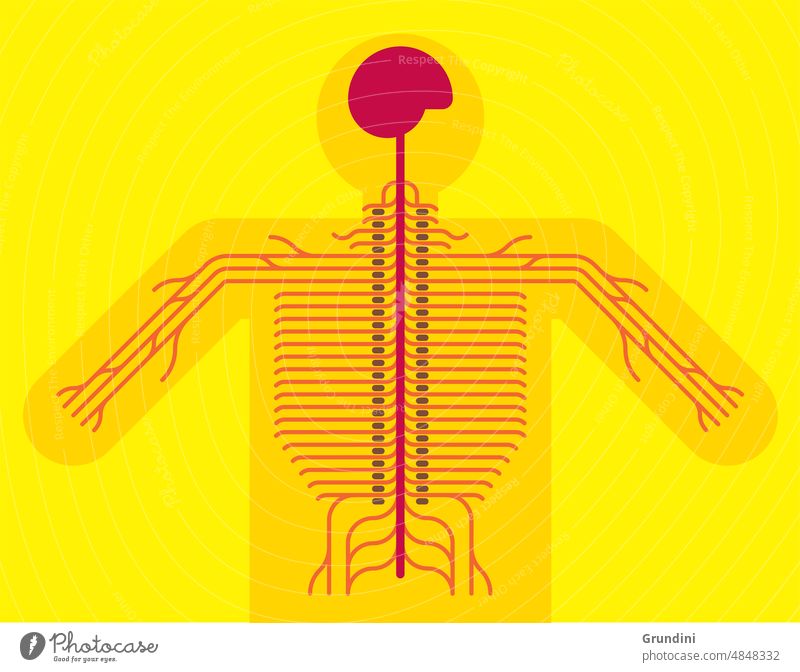 Nerve system Body illustration Medical illustation Infographics Iconography Human body Diagrams Information illustration