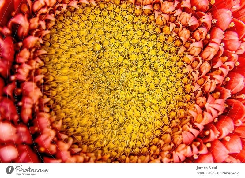 The center of a Orange-red Gerbera Daisy spring bunch color flowers blossom leaf beauty background orange summer macro flora growth plant isolated yellow petals