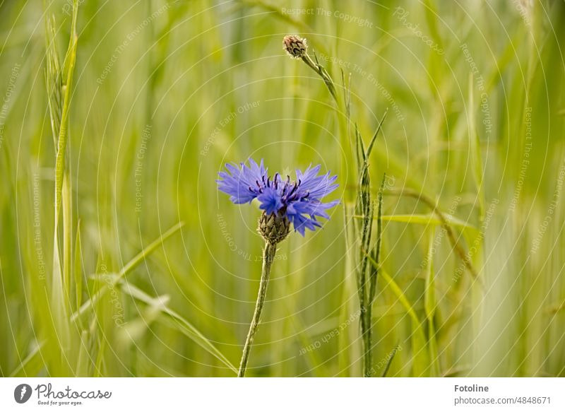 Lonely in a sea of green stands a blue cornflower. Cornflower Flower Blue Summer Blossom Green Plant Nature Exterior shot Colour photo Field Wild plant