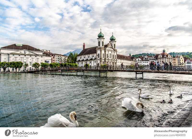 Lucerne - Switzerland Europe Town Tourist Attraction Idyll Vacation & Travel Swan swans Colour photo Exterior shot Day Deep depth of field Long shot