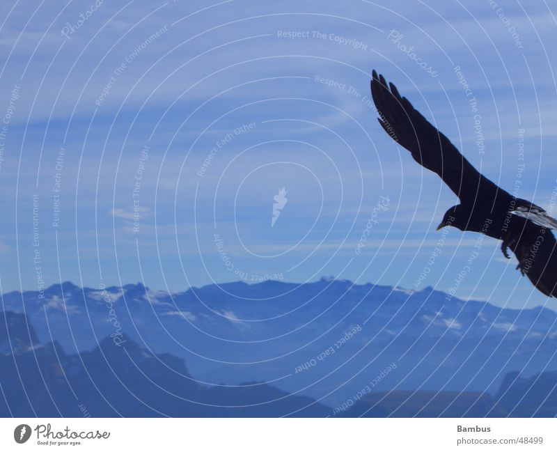 Portrait of a flying bird Bird Jackdaw Beak Clouds Wing Feather Flying Mountain Alps Blue Sky