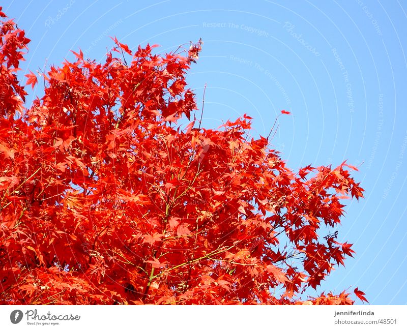 autumn colours Red Tree Leaf Autumn Play of colours Blue Sky Colour Lamp steal