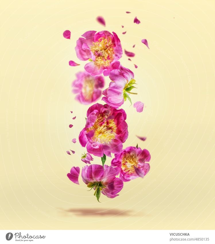 Flying pink peonies flowers and petals at pale yellow background. flying floral summer backdrop levitating blooms front view vertical design white beautiful