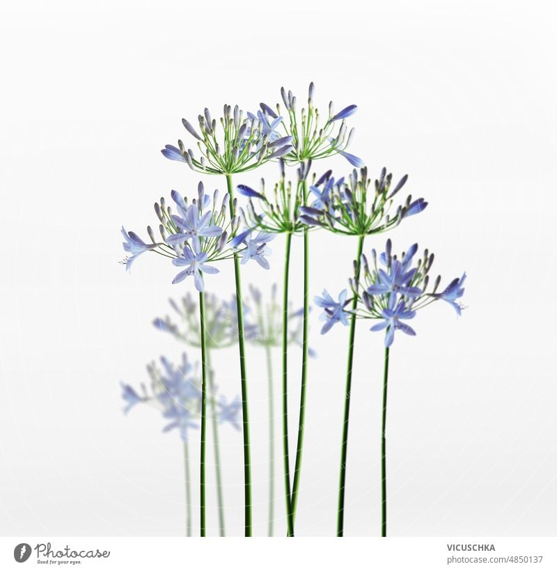 Blue flowers with green stems standing at white background. blue natural floral front view botany beauty bloom blossom garden nature petal petals plant purple