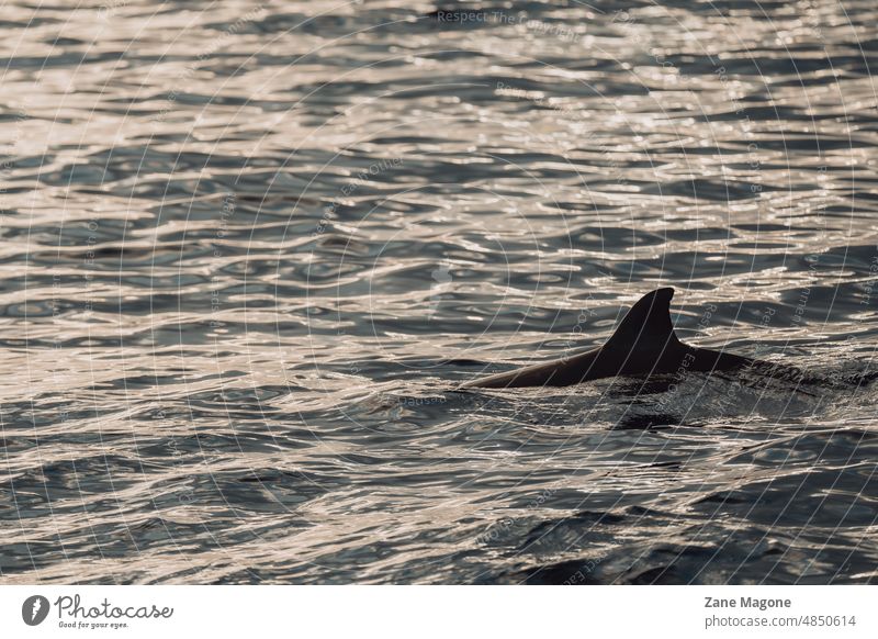 Fin of a wild dolphin swimming in the sunset, Atlantic ocean madeira dolphin watching sea sea nature Atlantic Ocean portugal sailing Swimming & Bathing Animal