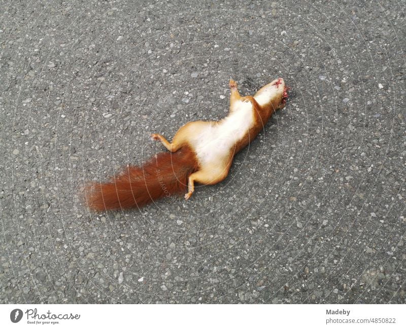 Dead squirrel on gray asphalt in Detmolder Straße in Oerlinghausen near Bielefeld at Hermannsweg in Teutoburg Forest in East Westphalia-Lippe Germany