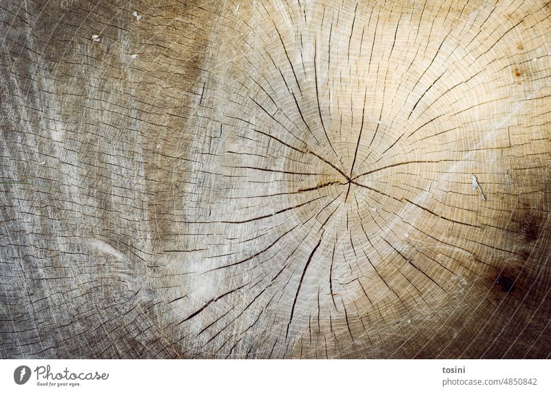 Sawed through tree trunk with annual rings Tree Annual ring cracks Old sawn off Sawed off tree Wood Logging rainforest deforestation Forestry Tree trunk