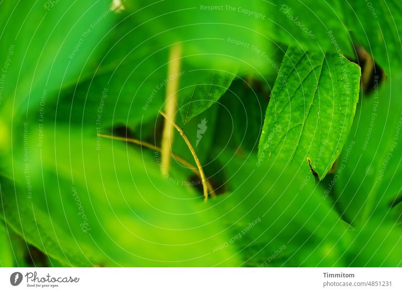 Seen with children's eyes: the green in the garden Green Plant Leaf leaves stalk Nature Shallow depth of field Exterior shot Deserted Garden Close-up