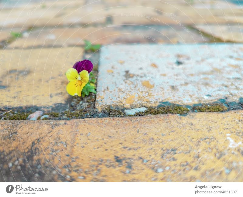 Single flower between two sidewalk slats Beautiful to look at Colour photos Blossoming Close-up Exterior shot Delicate nature photography Plant Nature naturally