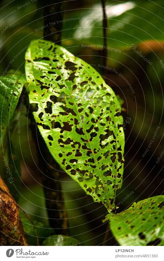 CR XII. Eaten Costa Rica Leaf Green Foliage plant nibbled on food Forest Nature insects Insect repellent Nature's cycle circulation Pattern Eroded Rachis