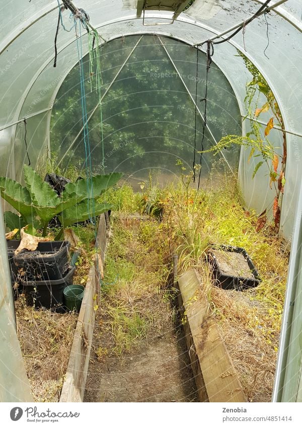 Neglected plastic greenhouse with overgrown weeds, plant containers, and one rhubarb plant tunnelhouse neglected weeding gardening polytunnel hothouse work