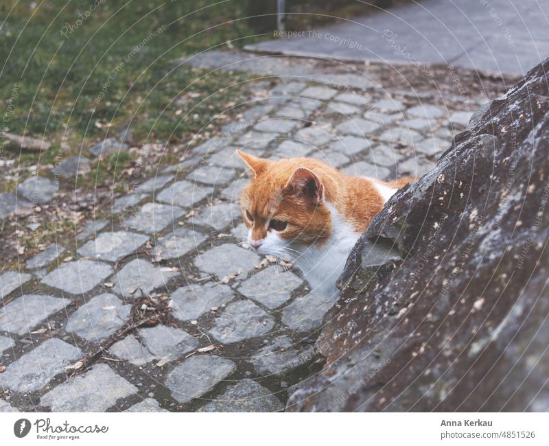 A curious cat looks out from behind a stone Cat Outdoor cats Speckled inquisitorial look around the corner Watchfulness vigilantly Interest inquisitive