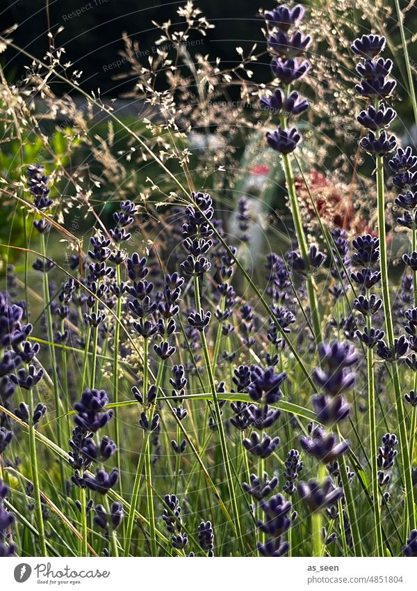 Lavender and grasses Light Violet Garden Summer Nature Plant Colour photo Blossom Fragrance Flower Exterior shot Blossoming naturally Shallow depth of field