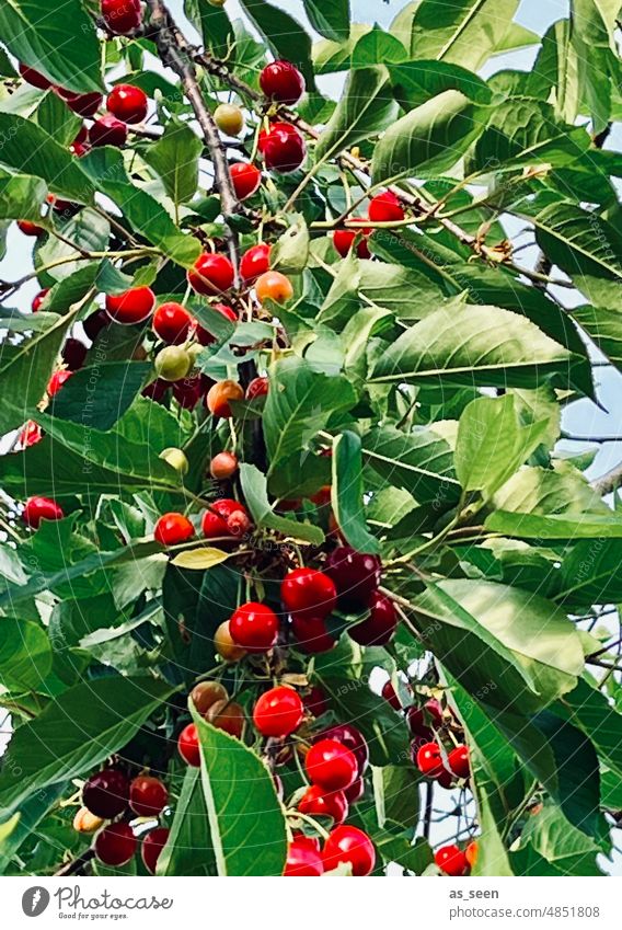cherry Cherry tree sour cherries Nature Branch Summer Red Colour photo Tree Fruit Exterior shot Green Harvest Leaf Garden Delicious Food Fresh Pick Fruity