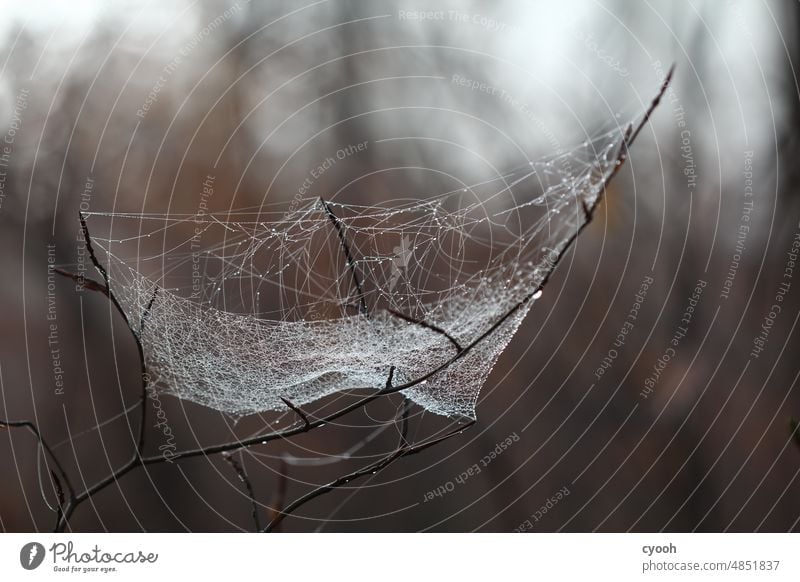 Spider web with water drops in forest Spider's web Net Woodground Forest Winter Autumn somber Eerie Fear Delicate Fine vulnerable Drops of water cross-linked