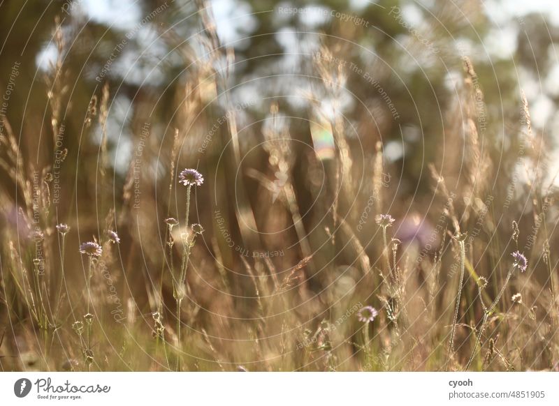 Summer meadow in the evening sun with golden grasses and scapiosa in purple Scapiosis Meadow summer meadow sunset Evening sun Romance romantic blossom