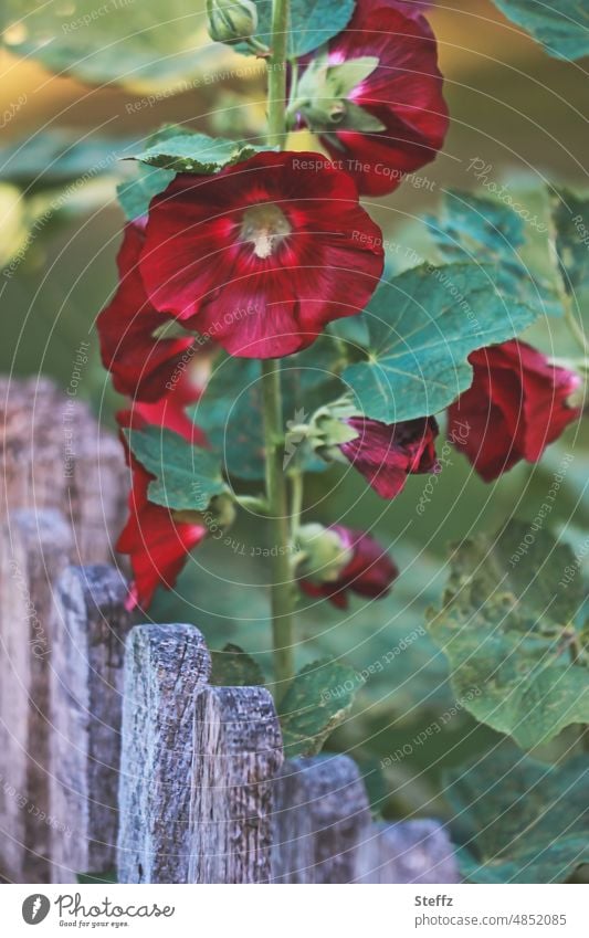 Hollyhocks in cottage garden Mallow plants Cottage Peony hollyhock Herbaceous plants Wooden fence Fence deep red Red garden flowers Farm Garden Plants blossoms