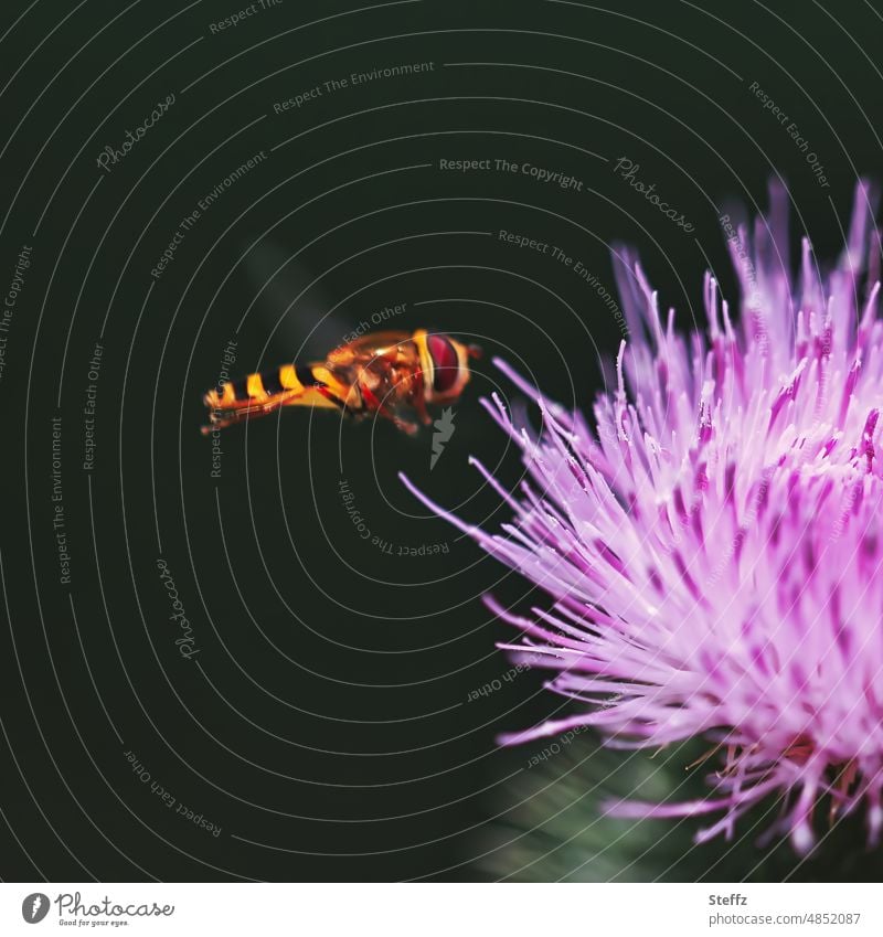 Hoverfly approaching a thistle flower Hover fly Swirling Fly Thistle blossom Easy Ease syrphidae Standing Fly brachycera pollination pollinator Sprinkle cirsium