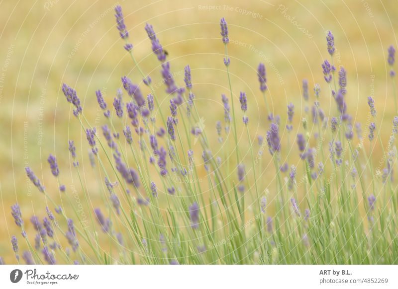 Lavender blurred Flower Meadow Nature Plant Insect-friendly Decent background
